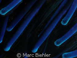 Sea Urchin, Bora Bora.
Close up. Cybershot Sony T5 by Marc Biehler 